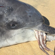 El delfín muerto tras ingerir el pulpo. John Simons / Marine Mammal Science